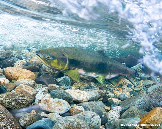 Capilano Salmon Hatchery