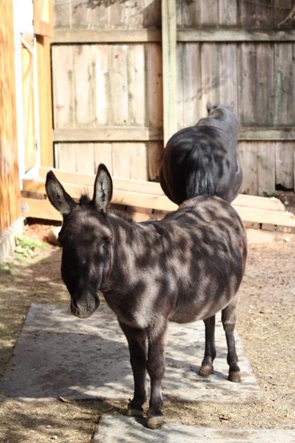 Donkey