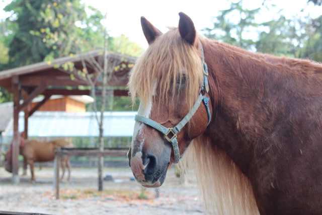 Horse at farm