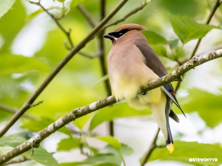 Birdwatching at Maplewood Flats