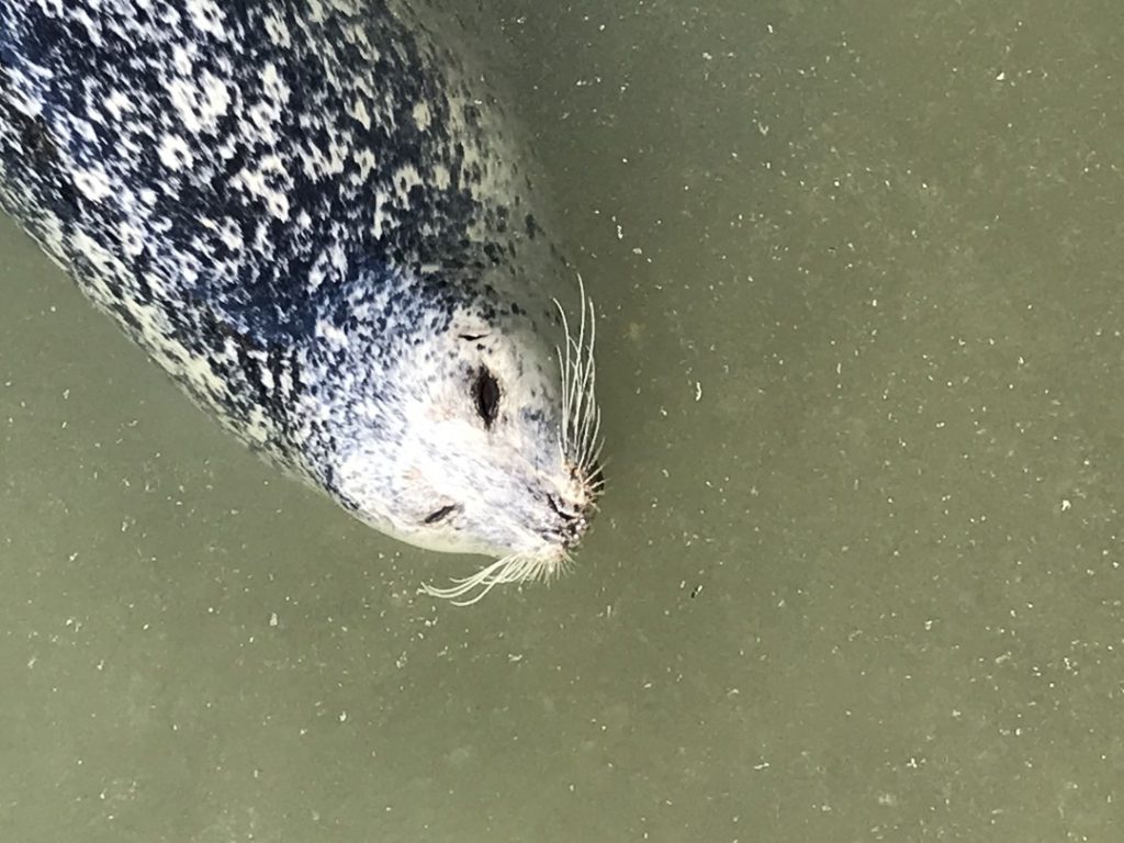 wildlife snorkelling west vancouver